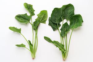 銀座で味わう本格九州料理！特別な夜にぴったりの隠れ家レストランガイド