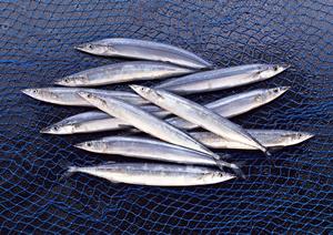 多彩で豊富な調味料で味のバリエーションが広がる