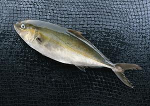 秋葉原の魅力満載！コンカフェでリアルな恋人体験を楽しむ方法