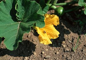 東京でシーシャを体験できるカフェ