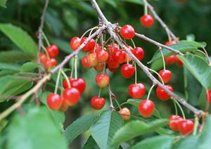 大阪のお好み焼きグループ「ぼてぢゅう」の魅力と店舗情報